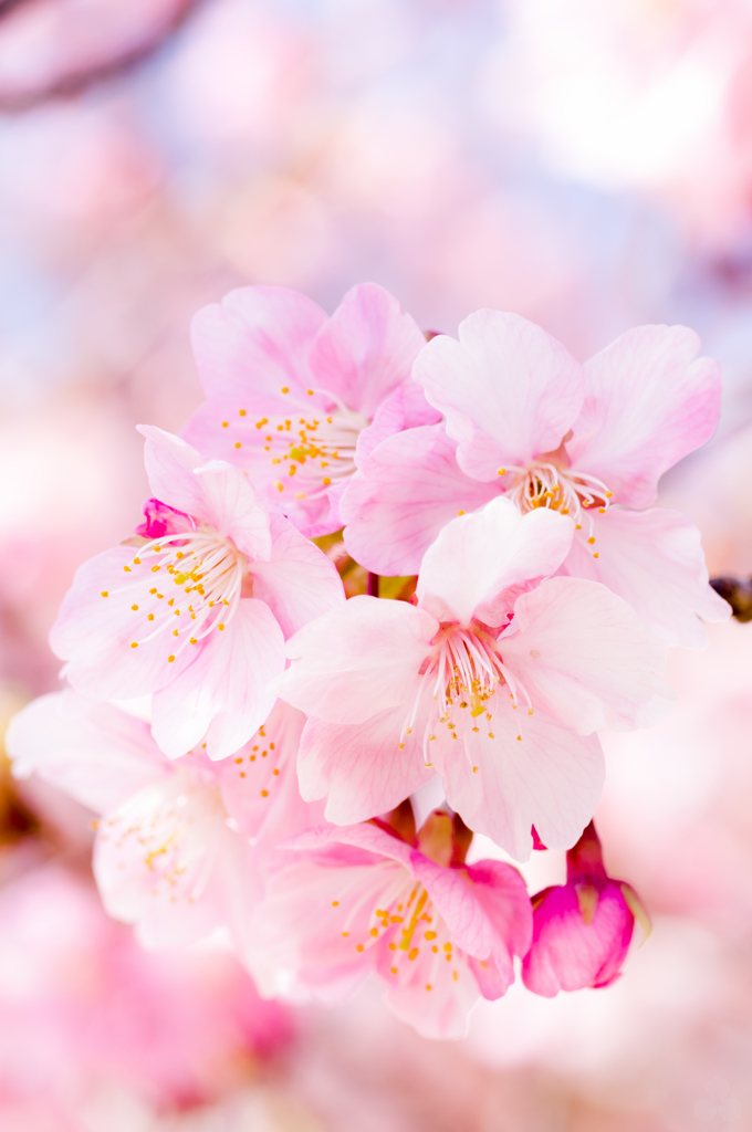 河津桜