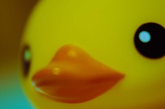あひるたいきゃく１