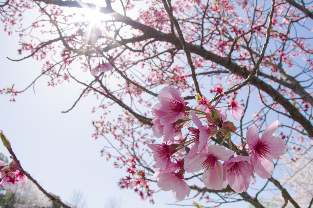 桜は桜。