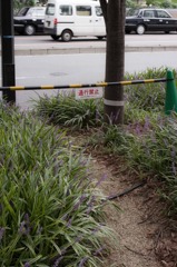 けもの道