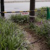 けもの道