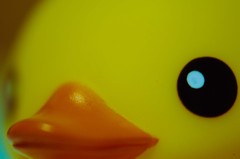 あひるついげき１