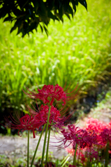 彼岸花