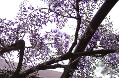 sexy wisteria trellis