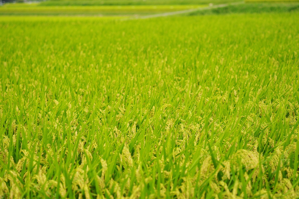 ごはん畑