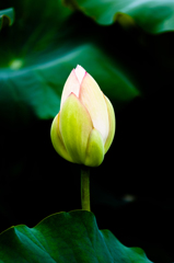 蕾