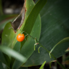 初夏はいずこ いまは紅つけて 秋の鈴蘭