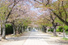 桜の道