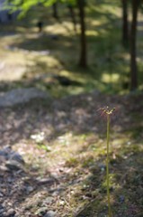 彼岸の華