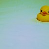 あひるせっきん１