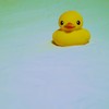 あひるせっきん２