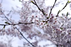 2012桜I