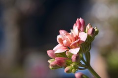 花開く