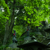 緑の階段　上り