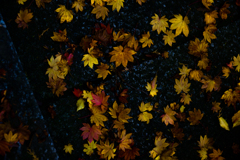  咲く紅葉II