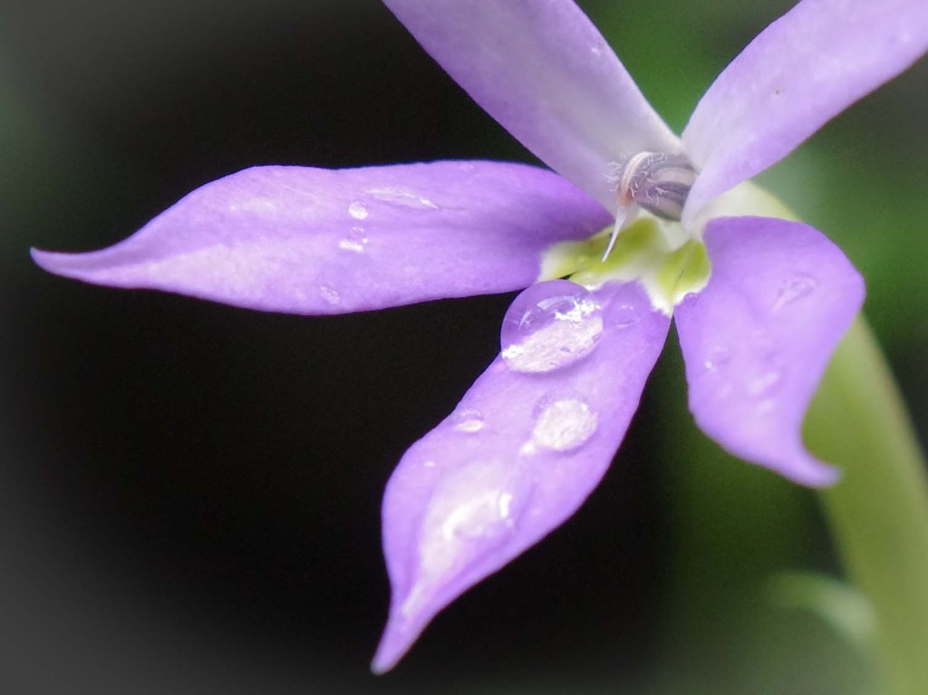 雨露