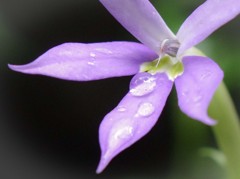 雨露