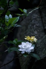 くちなしII