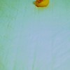 あひるはっけん３