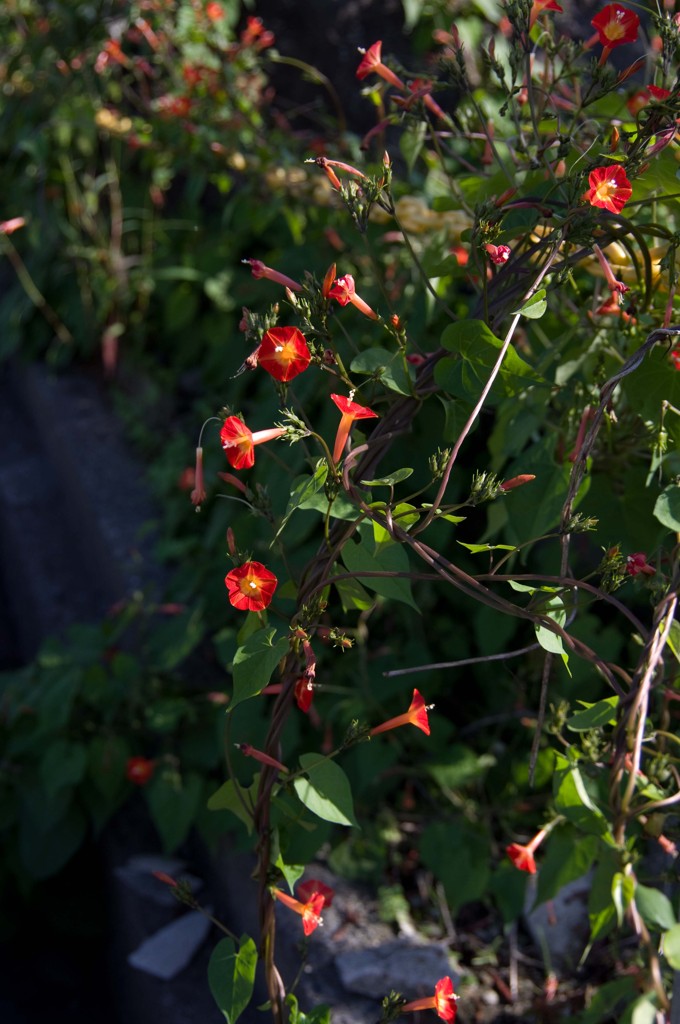 路傍の花II
