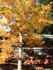 秋の彩色IV