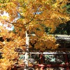 秋の彩色IV