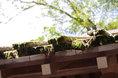 屋根の上にも苔は生える