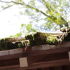 屋根の上にも苔は生える
