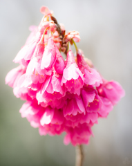 寒緋桜