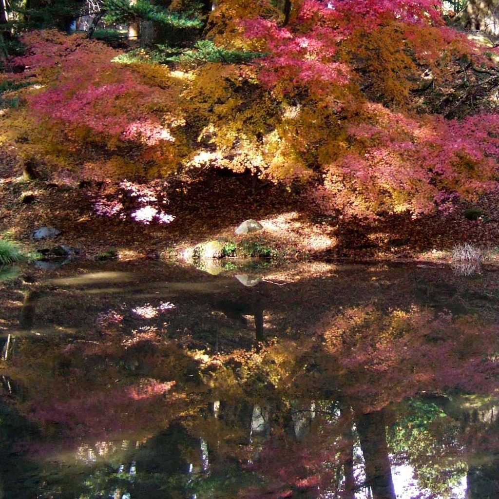 秋の彩色III