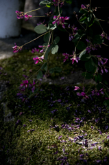 光