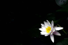 浮かび上がるものI