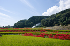 秋の光景