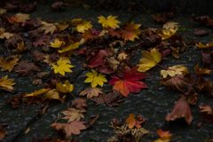 咲く紅葉I