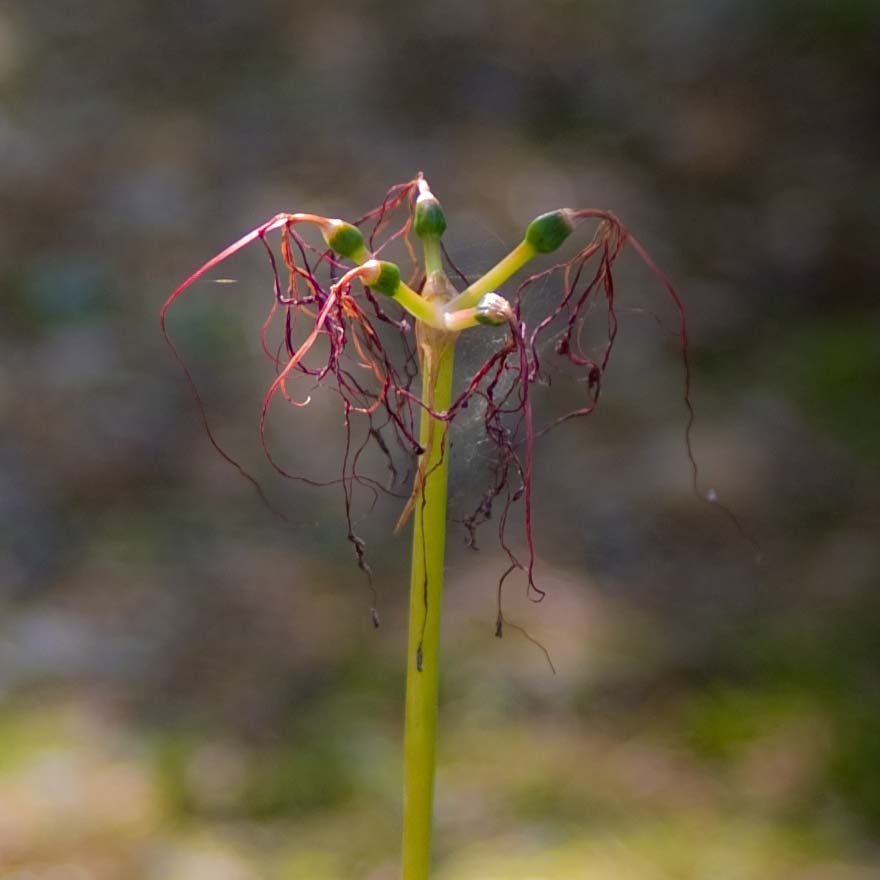 彼岸の華と蜘蛛の糸