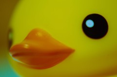 あひるたいきゃく２