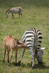 シマウマの親子