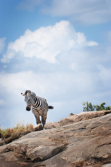 a zebra on the rock