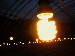 電照栽培