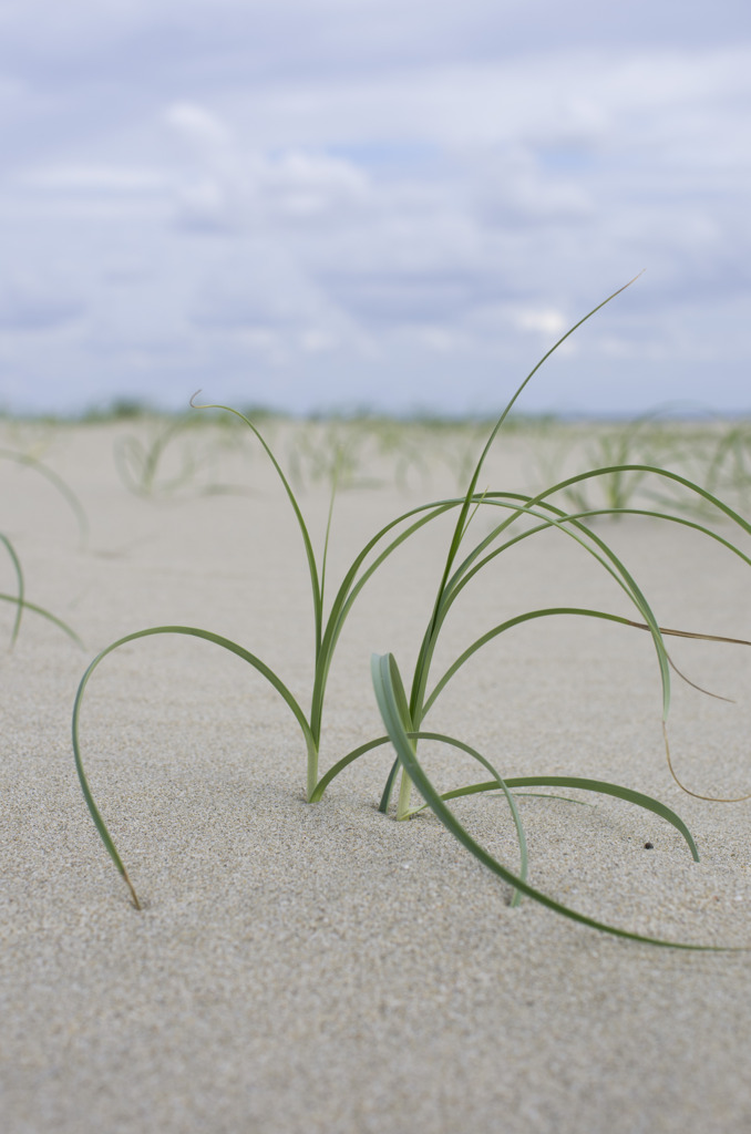浜に生えてるこの草はなんでしょう？
