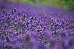 玉原 Lavender