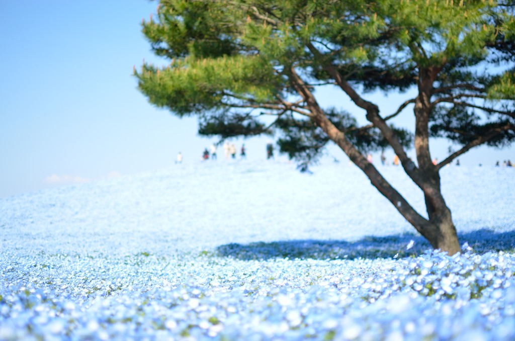 ネモフィラの気持ち