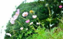 雨の中の秋桜