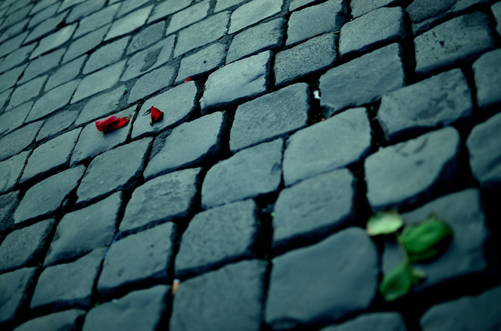 Rose cosparse