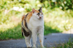 野島埼 猫