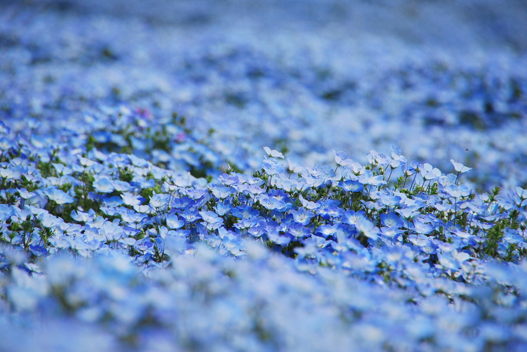 ひたちなか Nemophila
