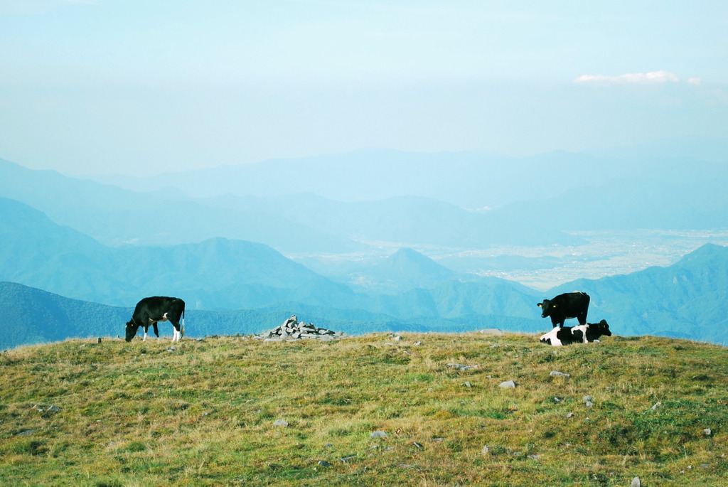 美ヶ原 cow