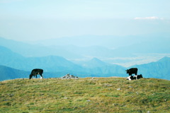 美ヶ原 cow