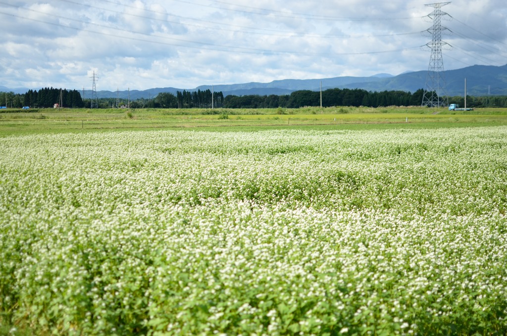 夏の雪のような