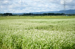 夏の雪のような